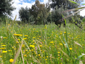 Alentejo Field of flowers