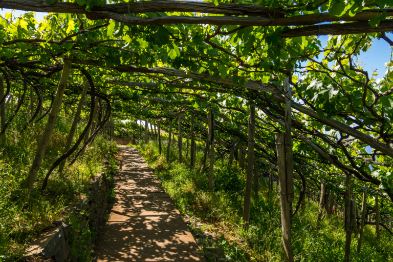 Vines are trained in pergolas at Madeira vineyards